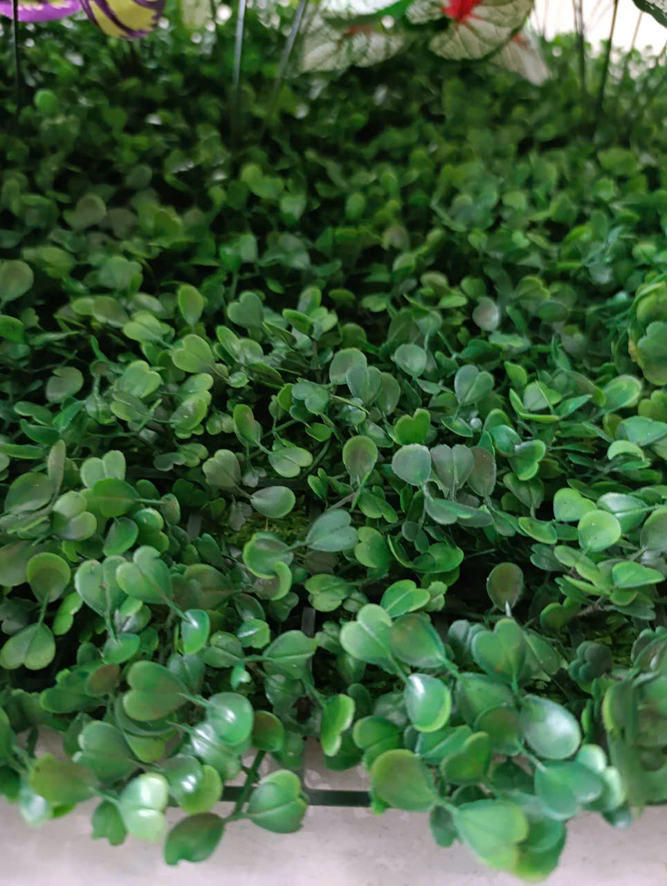 Tấm cải xoong