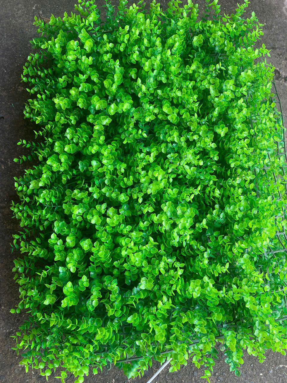 Tấm tai chuột trang trí