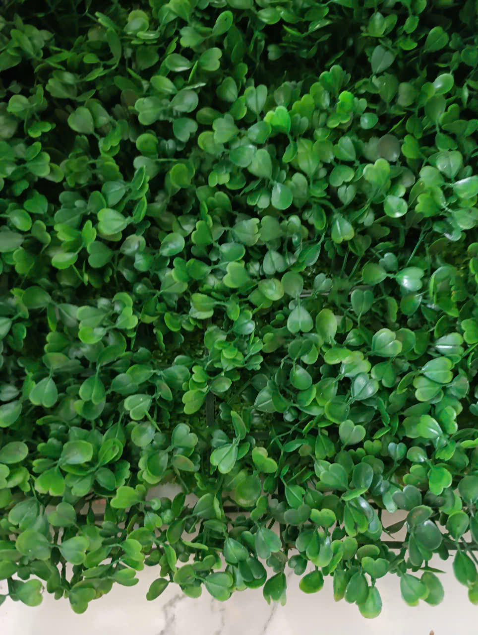 Tấm cải xoong